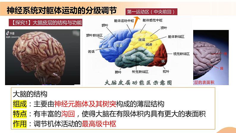 2.4+神经系统的分级调节（课件+教案+导学案+练习）-高二生物同步备课系列（人教版2019选择性必修1）06