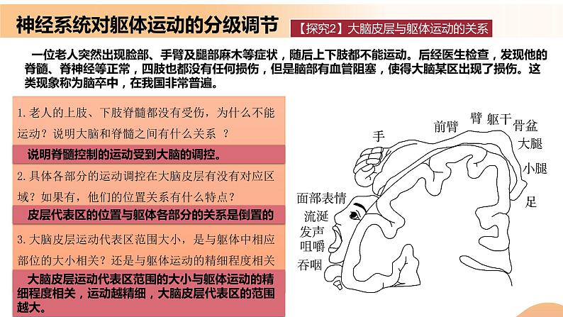 2.4+神经系统的分级调节（课件+教案+导学案+练习）-高二生物同步备课系列（人教版2019选择性必修1）07