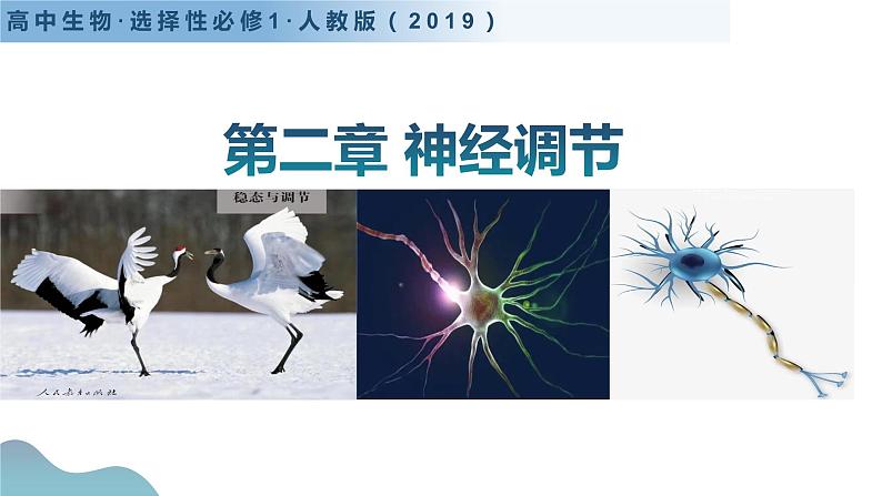 第二章+神经调节（单元解读课件）-高二生物同步备课系列（人教版2019选择性必修1）第1页