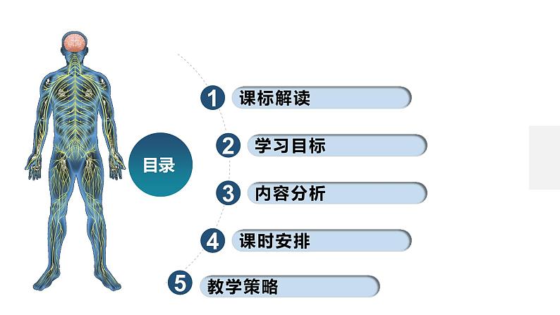 第二章+神经调节（单元解读课件）-高二生物同步备课系列（人教版2019选择性必修1）第3页