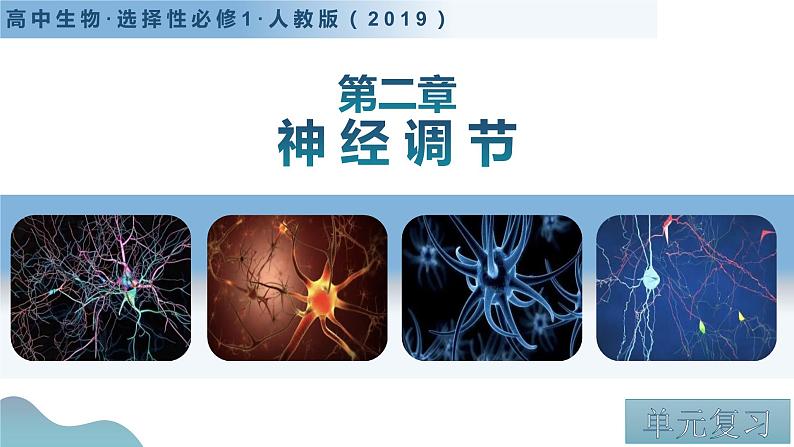 第二章+神经调节（单元复习课件）-高二生物同步备课系列（人教版2019选择性必修1）第3页