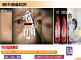 2.5+人脑的高级功能（课件+教案+导学案+练习）-高二生物同步备课系列（人教版2019选择性必修1）