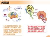 2.5+人脑的高级功能（课件+教案+导学案+练习）-高二生物同步备课系列（人教版2019选择性必修1）