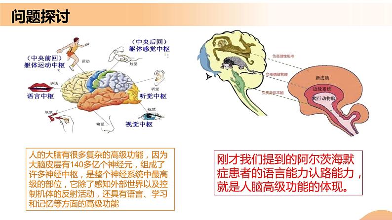 2.5+人脑的高级功能（课件+教案+导学案+练习）-高二生物同步备课系列（人教版2019选择性必修1）05