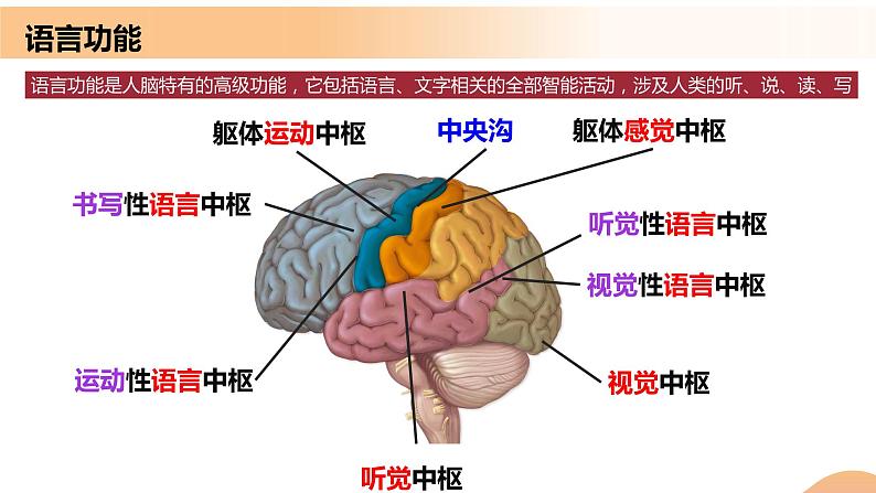 2.5+人脑的高级功能（课件+教案+导学案+练习）-高二生物同步备课系列（人教版2019选择性必修1）06