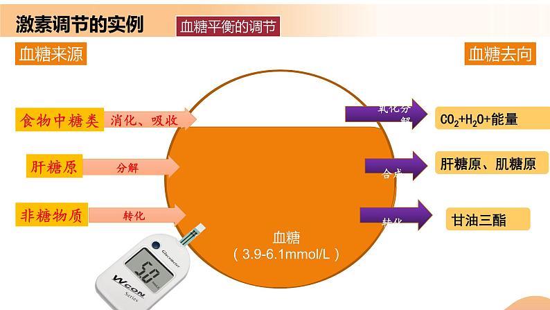 3.2+激素调节的过程（课件+教案+导学案+练习）-高二生物同步备课系列（人教版2019选择性必修1）07