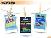 4.1+免疫系统的组成和功能（课件+教案+导学案+练习）-高二生物同步备课系列（人教版2019选择性必修1）