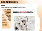 4.2+特异性免疫（课件+教案+导学案+练习）-高二生物同步备课系列（人教版2019选择性必修1）
