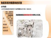 4.2+特异性免疫（课件+教案+导学案+练习）-高二生物同步备课系列（人教版2019选择性必修1）