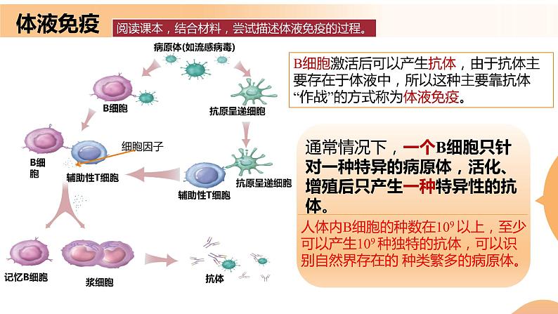 4.2+特异性免疫（课件+教案+导学案+练习）-高二生物同步备课系列（人教版2019选择性必修1）08