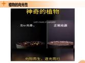 5.1+植物生长素（课件+教案+导学案+练习）-高二生物同步备课系列（人教版2019选择性必修1）