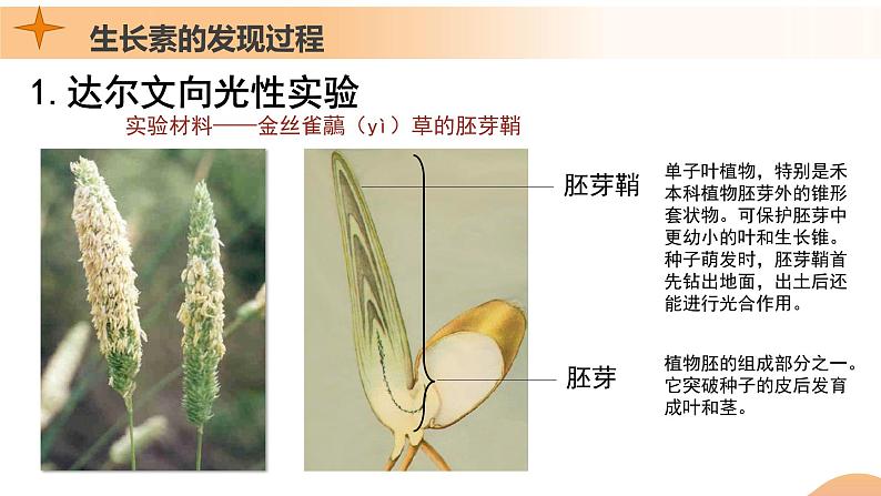 5.1+植物生长素（课件+教案+导学案+练习）-高二生物同步备课系列（人教版2019选择性必修1）06