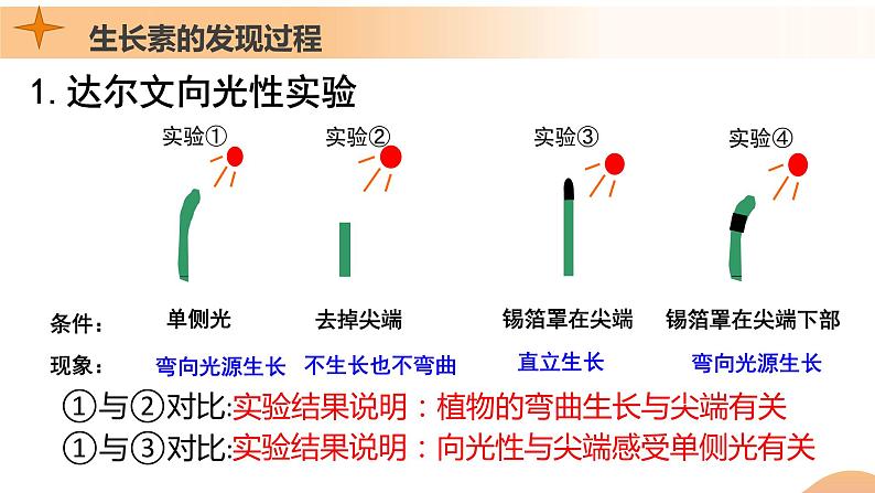 5.1+植物生长素（课件+教案+导学案+练习）-高二生物同步备课系列（人教版2019选择性必修1）08