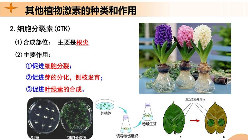 5.2+其他植物激素（课件+教案+导学案+练习）-高二生物同步备课系列（人教版2019选择性必修1）08