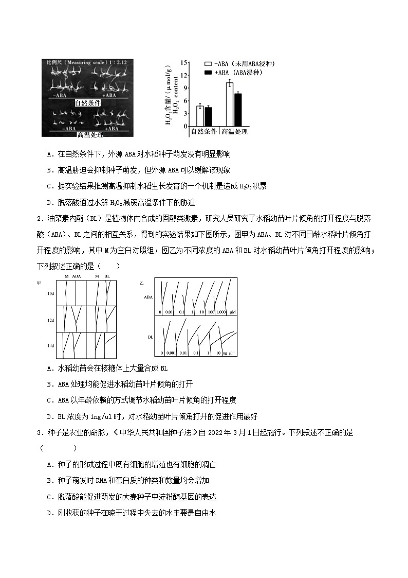 5.2+其他植物激素（课件+教案+导学案+练习）-高二生物同步备课系列（人教版2019选择性必修1）03