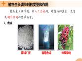 5.3+植物生长调节剂的应用（课件+教案+导学案+练习）-高二生物同步备课系列（人教版2019选择性必修1）