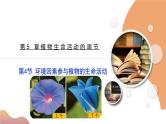 5.4+环境因素参与调节植物的生命活动（课件+教案+导学案+练习）-高二生物同步备课系列（人教版2019选择性必修1）