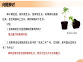 5.4+环境因素参与调节植物的生命活动（课件+教案+导学案+练习）-高二生物同步备课系列（人教版2019选择性必修1）