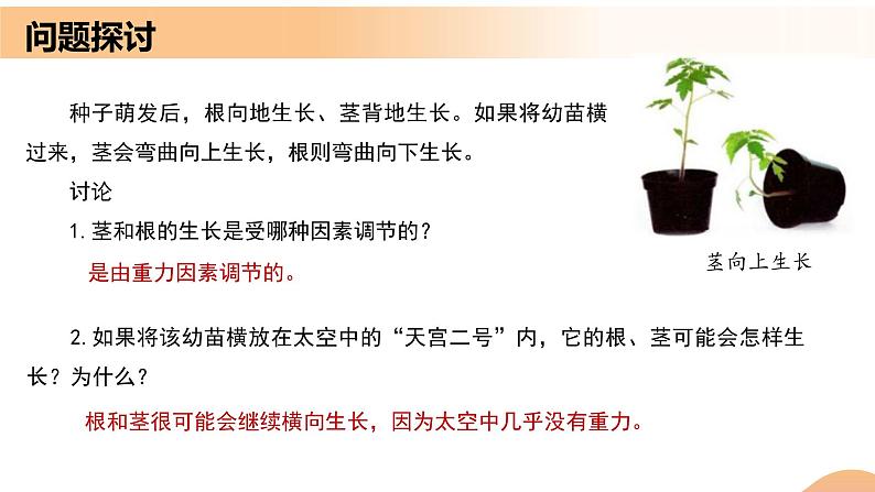 5.4+环境因素参与调节植物的生命活动（课件+教案+导学案+练习）-高二生物同步备课系列（人教版2019选择性必修1）03