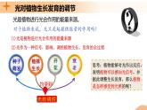 5.4+环境因素参与调节植物的生命活动（课件+教案+导学案+练习）-高二生物同步备课系列（人教版2019选择性必修1）