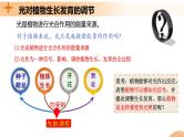 5.4+环境因素参与调节植物的生命活动（课件+教案+导学案+练习）-高二生物同步备课系列（人教版2019选择性必修1）