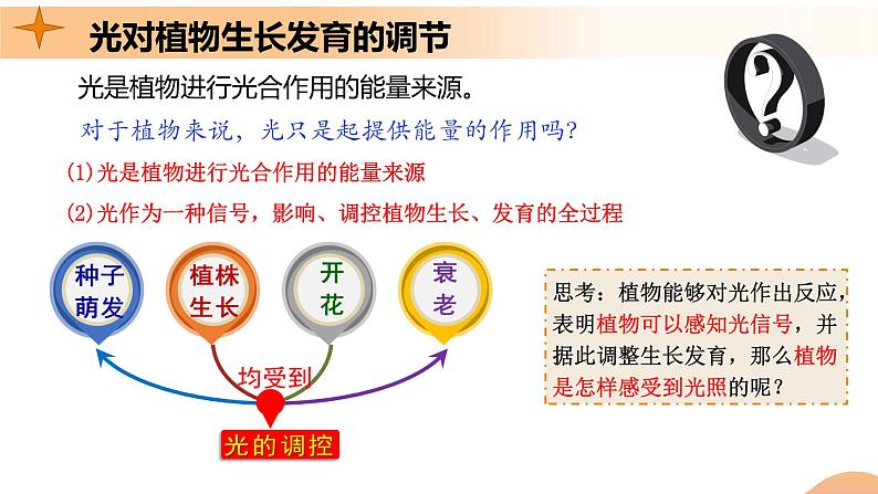 5.4+环境因素参与调节植物的生命活动（课件+教案+导学案+练习）-高二生物同步备课系列（人教版2019选择性必修1）05