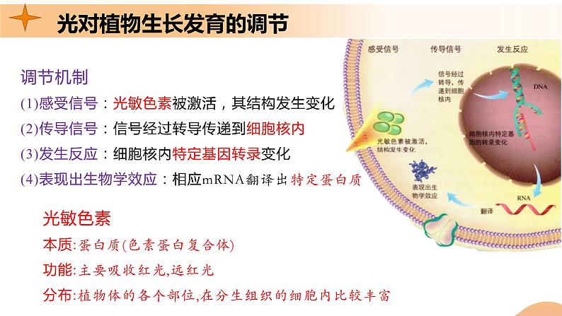 5.4+环境因素参与调节植物的生命活动（课件+教案+导学案+练习）-高二生物同步备课系列（人教版2019选择性必修1）06