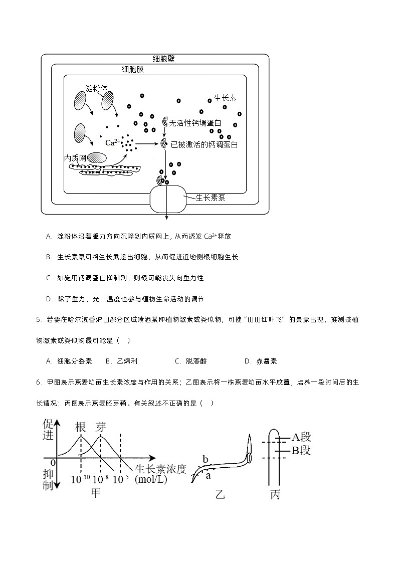 第五章 植物生命活动的调节（单元复习课件+单元解读课件+单元知识清单+单元测试）-高二生物同步备课系列（人教版2019选择性必修1）02