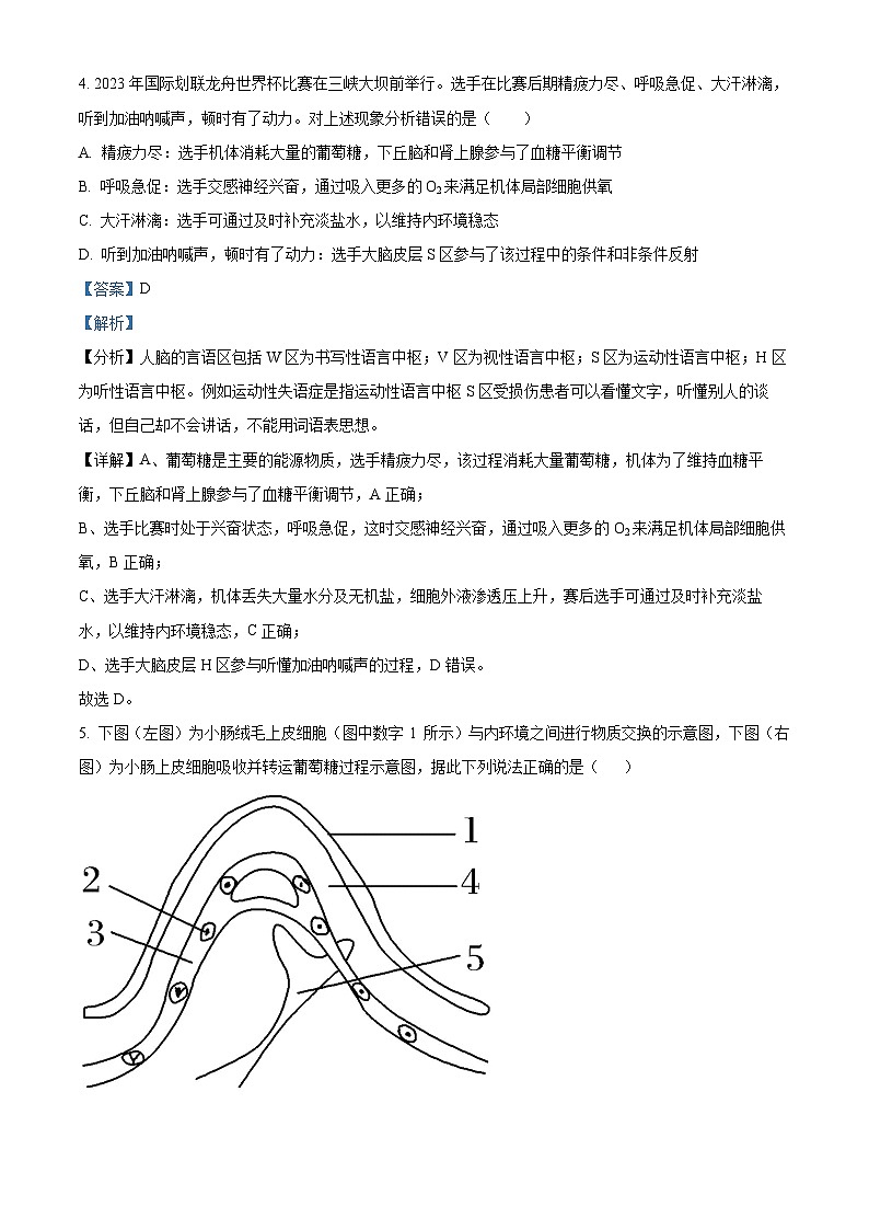 湖北省潜江中学2023-2024学年高二生物上学期阶段性测试试题（Word版附解析）第3页