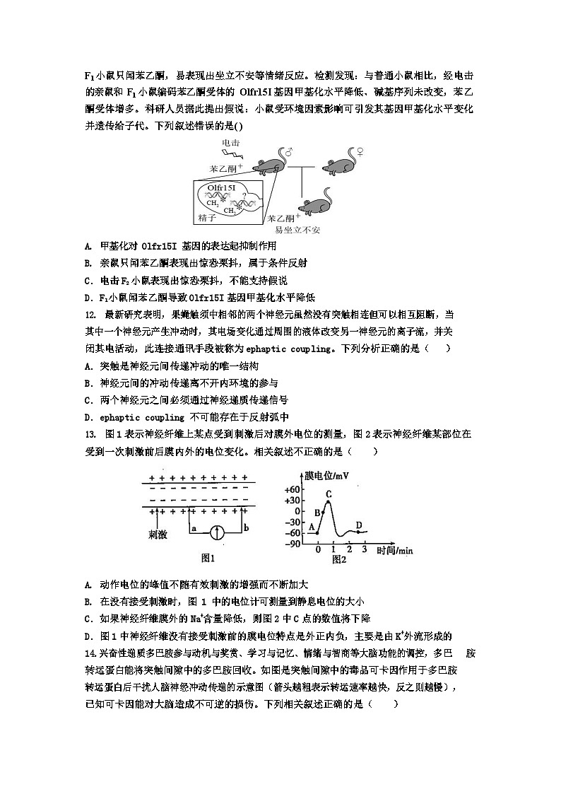 湖北省武汉市武钢三中2023-2024学年高二生物上学期10月月考试题（Word版附答案）03
