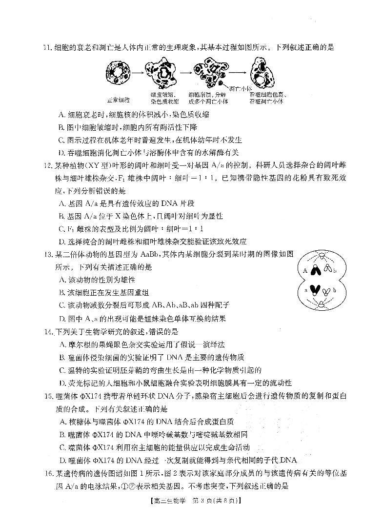 2024山西省部分名校高三上学期10月联考生物PDF版含答案、答题卡03