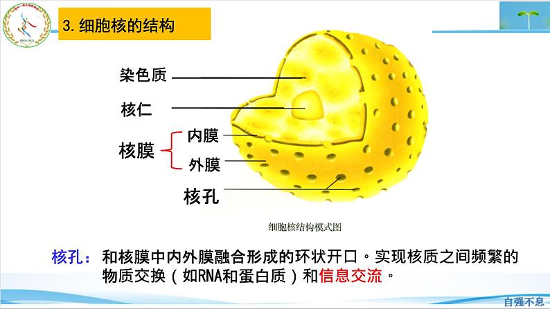 2023届高三生物二轮复习课件生物学的信息传递类型第8页