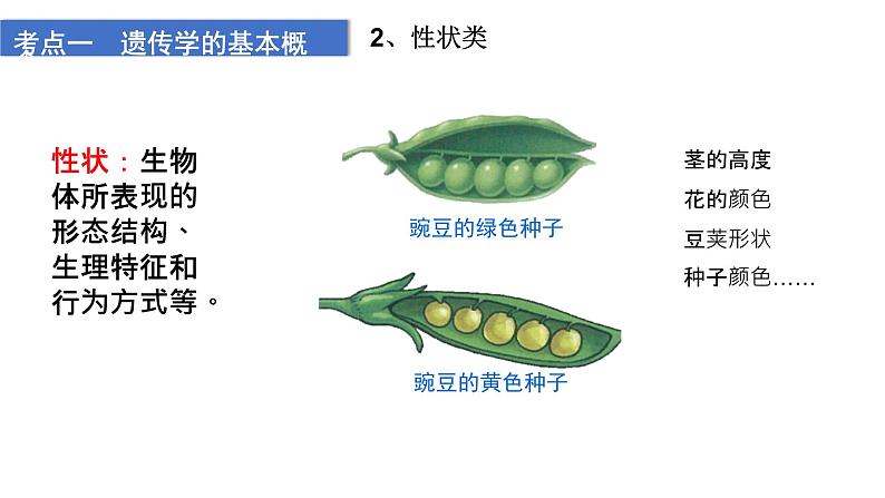 2023届高三生物一轮复习课件1.1.1孟德尔的豌豆杂交实验(一)第7页