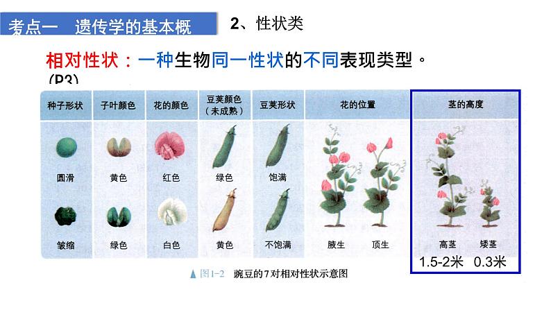 2023届高三生物一轮复习课件1.1.1孟德尔的豌豆杂交实验(一)第8页