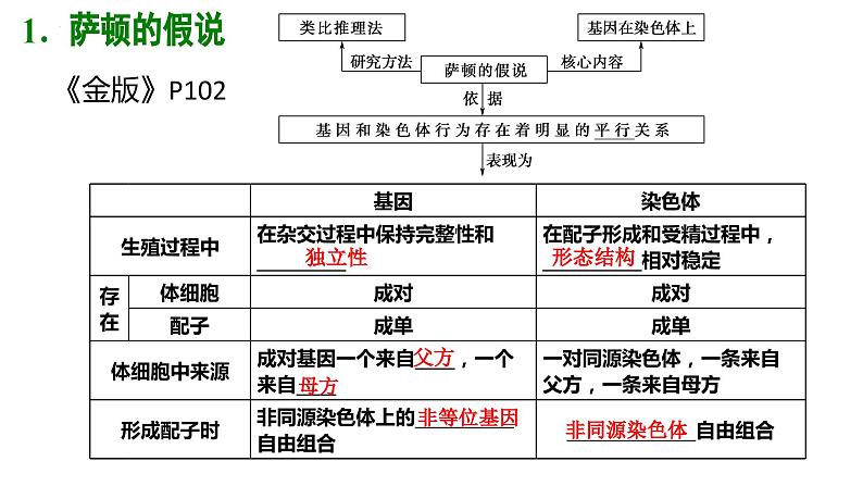 2023届高三生物一轮复习课件第20讲  基因在染色体上和伴性遗传第3页