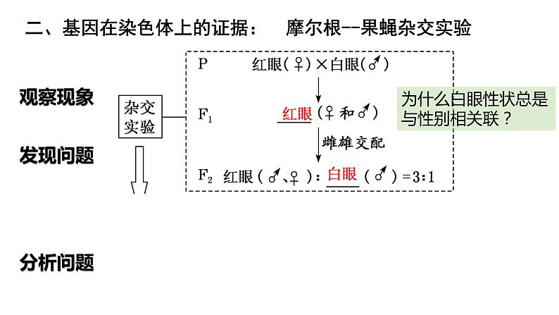 2023届高三生物一轮复习课件第20讲  基因在染色体上和伴性遗传第8页