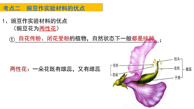 2023届高三生物一轮复习课件孟德尔的豌豆杂交实验(一)第4页