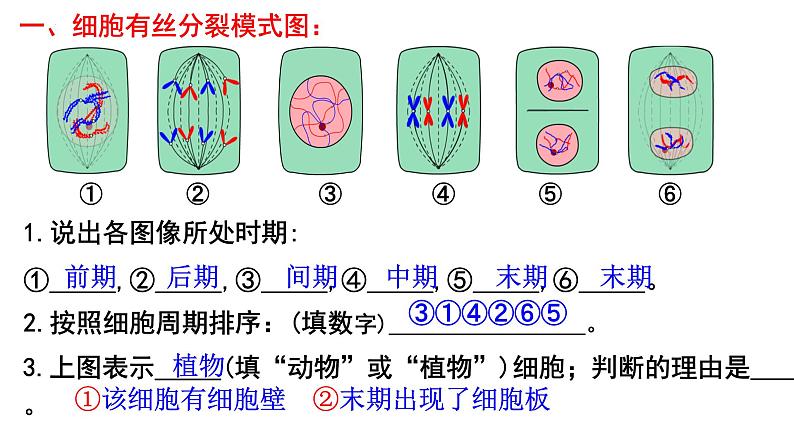 2023届高三生物一轮复习课件细胞的增殖第1课时第2页