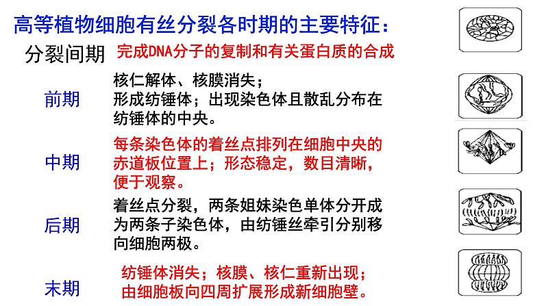 2023届高三生物一轮复习课件细胞的增殖第1课时第3页