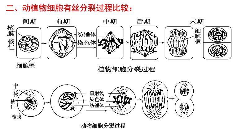 2023届高三生物一轮复习课件细胞的增殖第1课时第4页