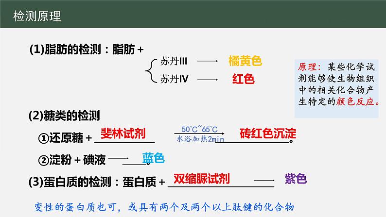 2023届高三生物一轮复习课件脂肪、糖类与蛋白质实鉴定第2页