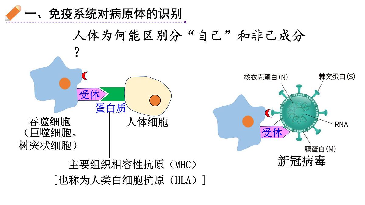 2023届高三生物一轮复习特异性免疫课件第4页