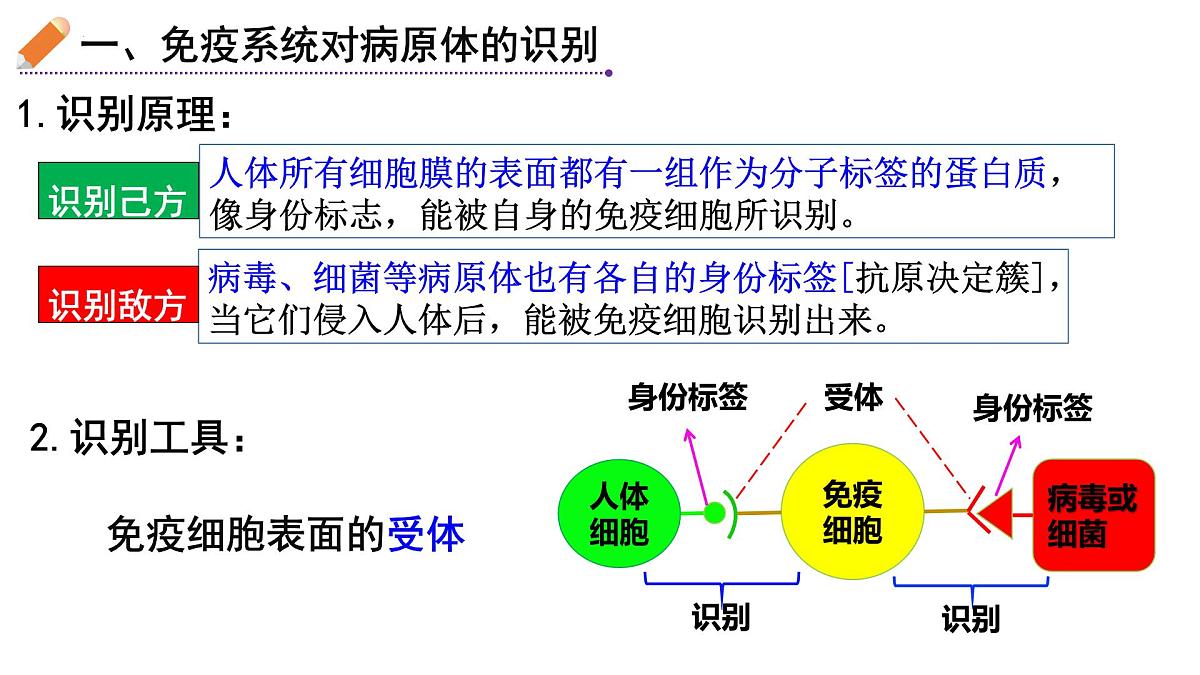 2023届高三生物一轮复习特异性免疫课件第5页