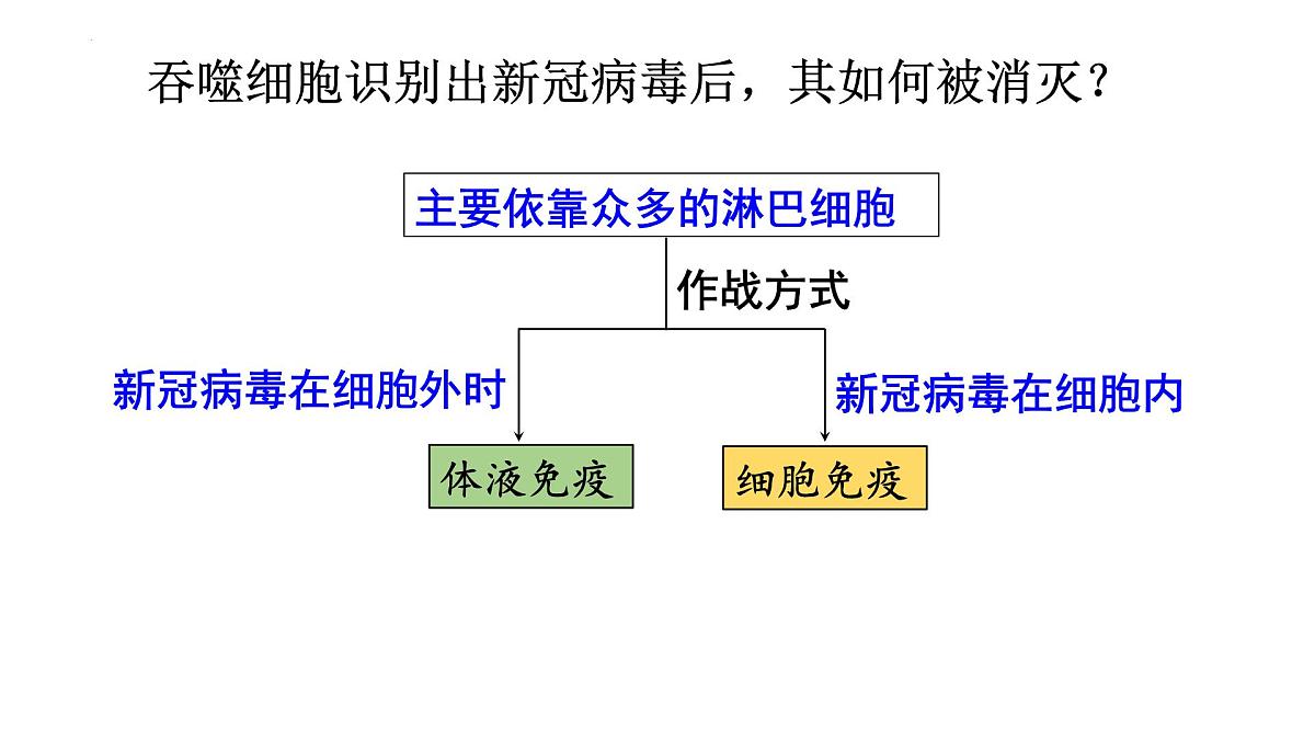 2023届高三生物一轮复习特异性免疫课件第6页