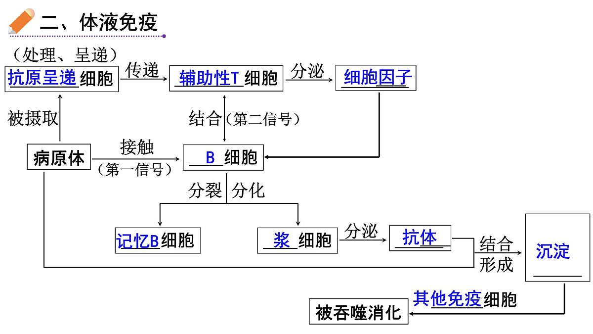 2023届高三生物一轮复习特异性免疫课件第8页