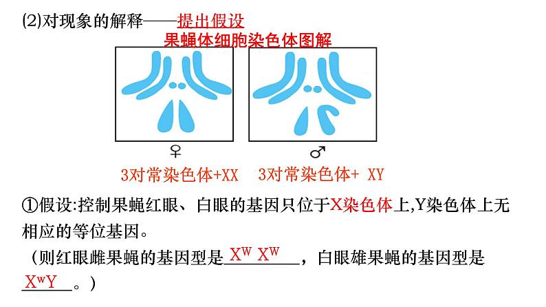 2024届高三生物二轮复习课件遗传规律应用(基因在染色体上和伴性遗传）第6页