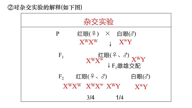 2024届高三生物二轮复习课件遗传规律应用(基因在染色体上和伴性遗传）第7页