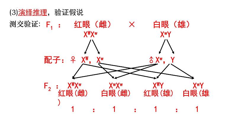 2024届高三生物二轮复习课件遗传规律应用(基因在染色体上和伴性遗传）第8页