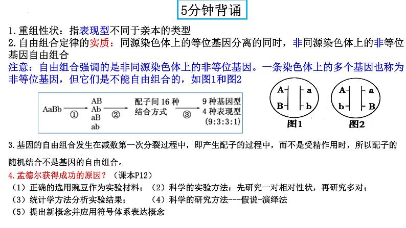 2024届高三生物一轮复习课件 基因的分离定律第2页