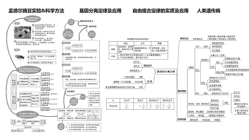 2024届高三生物一轮复习课件 基因的分离定律第4页